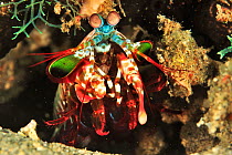 Mantis shrimp (Odontodactylus scyllarus) on the edge of its burrow, Sulu Sea, Philippines