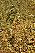 Fringe-lip flathead (Thysanophrys otaitensis) camouflaged on sand, Sulu Sea, Philippines
