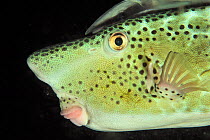 Close-up of Horn-nosed / Largenose boxfish (Ostracion rhinorhynchos) with a striped remora (Echeneis naucrates) on its head at night, Sulu Sea, Philippines