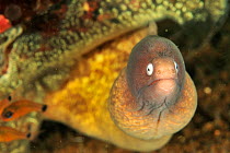 Greyface or White-eyed moray eel (Gymnothorax thyrsoideus / Siderea thyrsoidea) Sulu Sea, Philippines