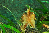 Papuan cuttlefish (Sepia papuensis) Sulu Sea, Philippines