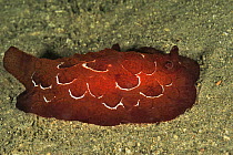 Pleurobranch nudibranch (Pleurobranchus forskali) Sulu Sea, Philippines