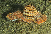 Articulate harp shell (Harpa articularis) on the sand at night, Sulu Sea, Philippines