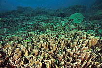 Field of Hard corals (Echinopora pacificus) Sulu Sea, Philippines