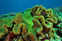 Soft corals (Sarcophyton sp.) with the polyps open, Sulu Sea, Philippines.