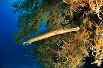 Trumpetfish (Aulostomus chinensis) on the coral drop off, Sulu Sea, Philippines.