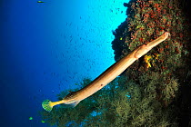 Trumpetfish (Aulostomus chinensis) on the coral drop off, Sulu Sea, Philippines.
