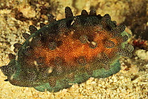 Mole cowry or chocolate banded cowry (Talparia talpa / Cypraea talpa) with its mantle covering it, at night, Sulu Sea, Philippines.