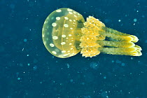 Bell jellyfish (Phyllorhiza Punctata) Sulu Sea, Philippines.