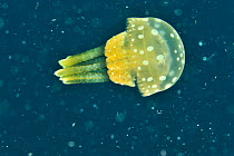 Bell jellyfish (Phyllorhiza Punctata) Sulu Sea, Philippines.