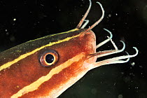 Close-up of the head of a Striped eel catfish (Plotosus lineatus) Sulu Sea, Philippines.