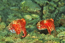 Two Papuan cuttlefish (Sepia papuensis) likely male and female, Sulu Sea, Philippines.