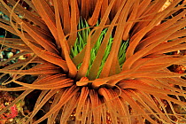 Close-up of a tube anemone (Cerianthus filiformis) Sulu Sea, Philippines.
