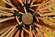 Detail of a banded urchin (Echinotrix calamaris) with its anus clearly visible. Sulu Sea, Philippines.