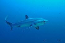 Pelagic thresher shark (Alopias pelagicus) with its long tail, Sulu Sea, Philippines.