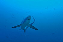 Pelagic thresher shark (Alopias pelagicus) Sulu Sea, Philippines.