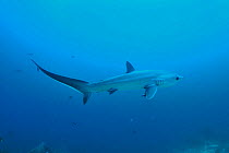 Pelagic thresher shark (Alopias pelagicus) on the reef with its long tail being cleaned by a cleanerfish, Sulu Sea, Philippines.