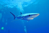 Blue shark (Prionace glauca) with divers, Azores, Atlantic Ocean.