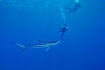 Blue shark (Prionace glauca) with divers filming or photographing it, Azores, Atlantic Ocean.