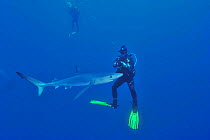 Blue shark (Prionace glauca) with divers filming or photographing it, Azores, Atlantic Ocean.
