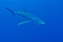 Blue shark (Prionace glauca) Azores, Atlantic Ocean.