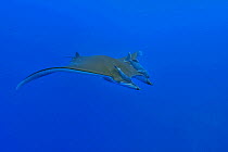 Sicklefin devil ray or Chilean devil ray (Mobula tarapacana) with two shark suckers (Remora remora) Azores, Atlantic Ocean.