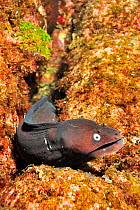Duke Augustus moray eel (Muraena augusti) Azores, Atlantic Ocean.