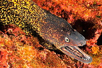 Mediterranean moray eel (Muraena helena) Azores, Atlantic Ocean.