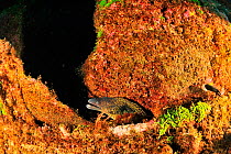 Mediterranean moray eel (Muraena helena) Azores, Atlantic Ocean.