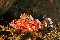 Madeira rockfish (Scorpaena maderensis) Azores, Atlantic ocean.