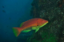 Barred or Red hogfish (Bodianus scrofa) Azores, Atlantic ocean.