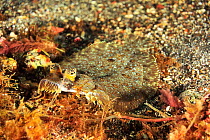 Wide-eyed flounder (Bothus podas) on a sandy bottom, Azores, Atlantic ocean.
