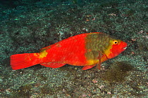 European parrotfish (Sparisoma cretense) female, Azores, Atlantic ocean.