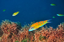 A group of female Turkish wrasses or ornate wrasses (Thalassoma pavo) Azores, Atlantic ocean.