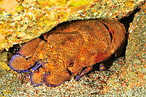 Mediterranean slipper lobster (Scyllarides latus) Azores, Atlantic ocean.