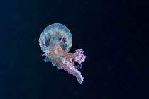 Mauve stinger jellyfish (Pelagia noctiluca) in open water. Azores, Atlantic ocean.