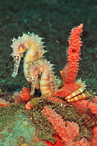Thorny seahorses (Hippocampus histrix) tails coiled round coral, Sulu Sea, Philippines.