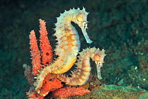 Thorny seahorses (Hippocampus histrix) in coral, Sulu Sea, Philippines.