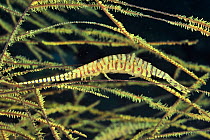 Saw blade shrimp or Tozeuma shrimp (Tozeuma armatum) in a black coral, Sulu Sea, Philippines.