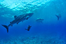 Whale sharks (Rhincodon typus) swimming with diver, Sulu Sea, Philippines.