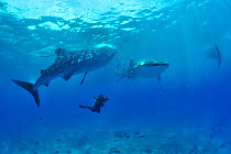 Whale sharks (Rhincodon typus) swimming with diver, Sulu Sea, Philippines.