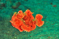 Painted frogfish / anglerfish (Antennarius pictus) Sulu Sea, Philippines.Small repro only