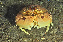 Spectacled /spotted box crab (Calappa philargius) on sea floor, Sulu Sea, Philippines.
