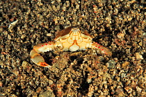 Olive purse crab / pebble crab (Leucosia pubescens) burying itself in the sand at night, Sulu Sea, Philippines