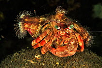 Coral hermit crab (Dardanus pedunculatus) with sea anemones on its shell - the anemones get better feeding opportunities from extra mobility, the crab gains extra protection. Sulu Sea, Philippines. Me...
