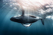 Humpback whale calf (Megaptera novaeangliae australis) swimming just under the ocean surface, partially backlit by dramatic rays of sunlight. Vava&#39;u, Tonga, Pacific Ocean.