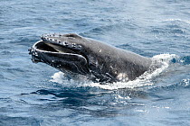 Humpback whale calf (Megaptera novaeangliae australis) male calf launching partially out of the water with his mouth open while playing together with mother. Vava&#39;u, Tonga, Pacific Ocean.