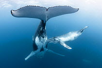 Humpback whale calf (Megaptera novaeangliae australis) female nudging her mother's mammary gland whilst trying to feed. Vava;u, Tonga, South Pacific.