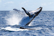 Humpback whale (Megaptera novaeangliae australis) female breaching. Vava&#39;u, Tonga. Pacific Ocean.