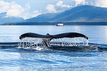 Water streaming off of a diving Humpback whale's (Megaptera novaeangliae) fluke, with 42ft Nordic Tug Legend visible in the background. Chantham Strait, Alaska, USA.